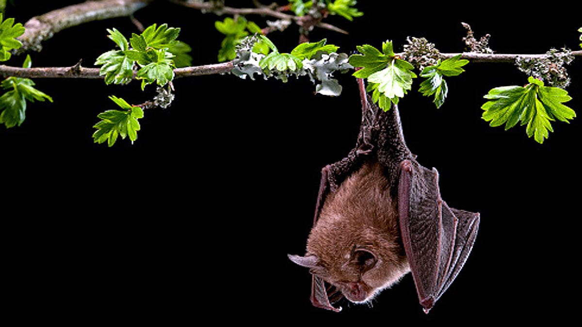 New Coronavirus Hot spots 