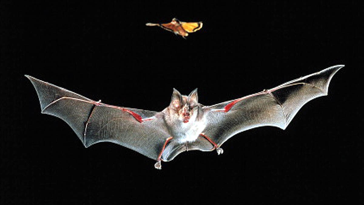 New Coronavirus Hot spots 