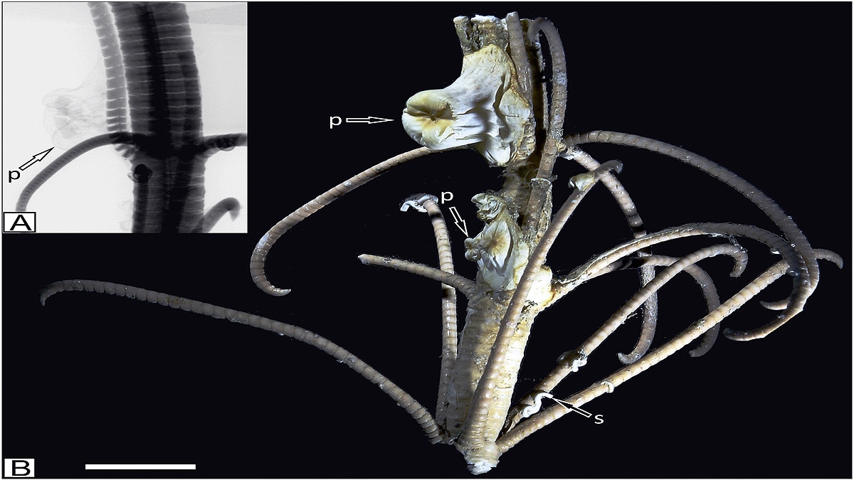 Extinct Living Fossil found