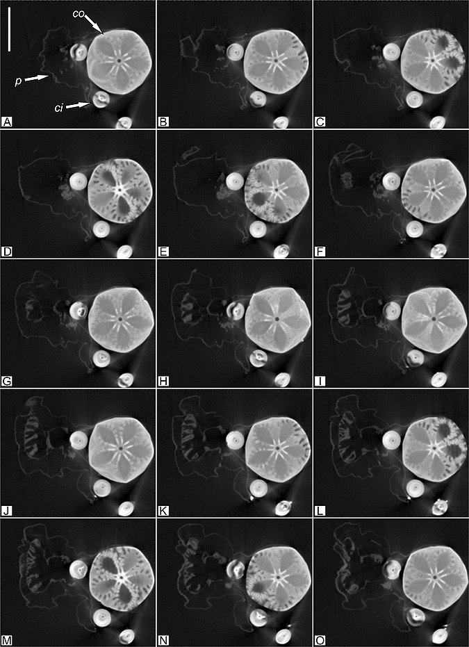 Extinct Living Fossil found