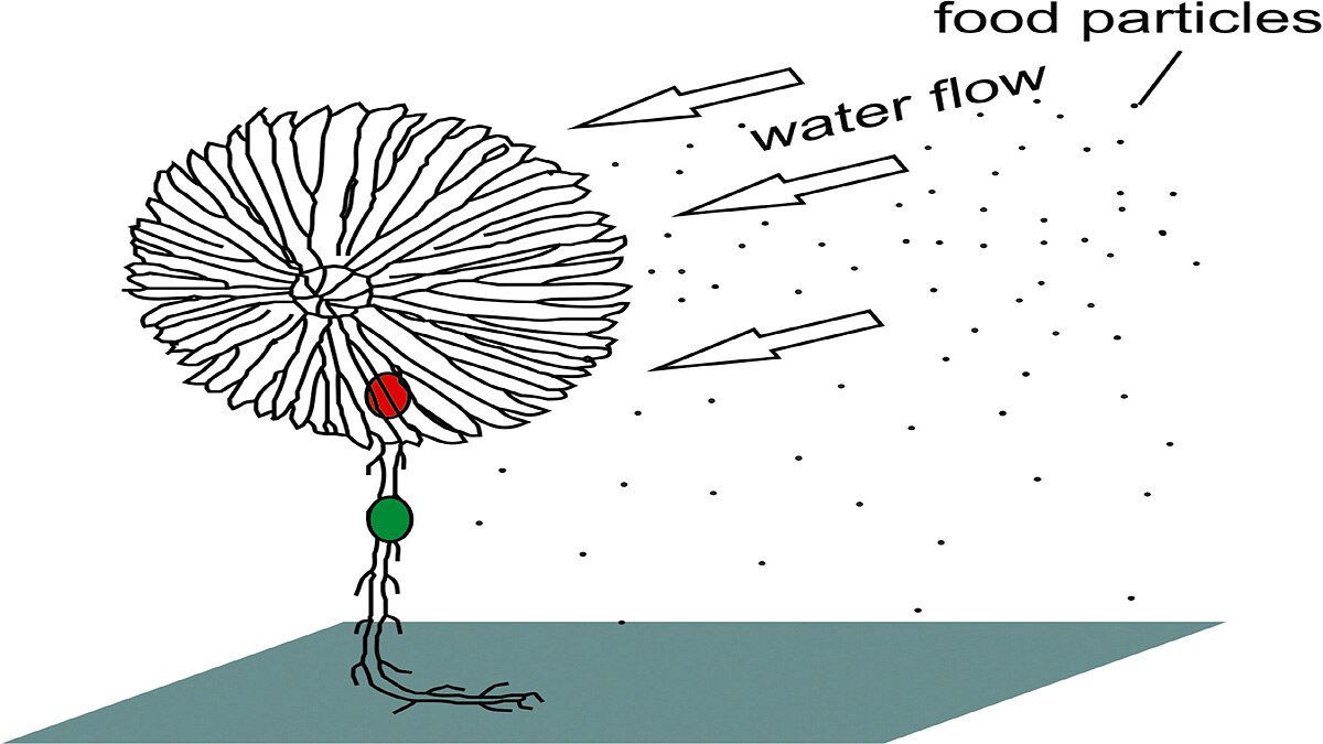 Extinct Living Fossil found