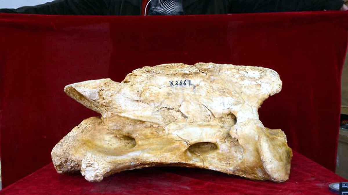 Giant Rhino in China