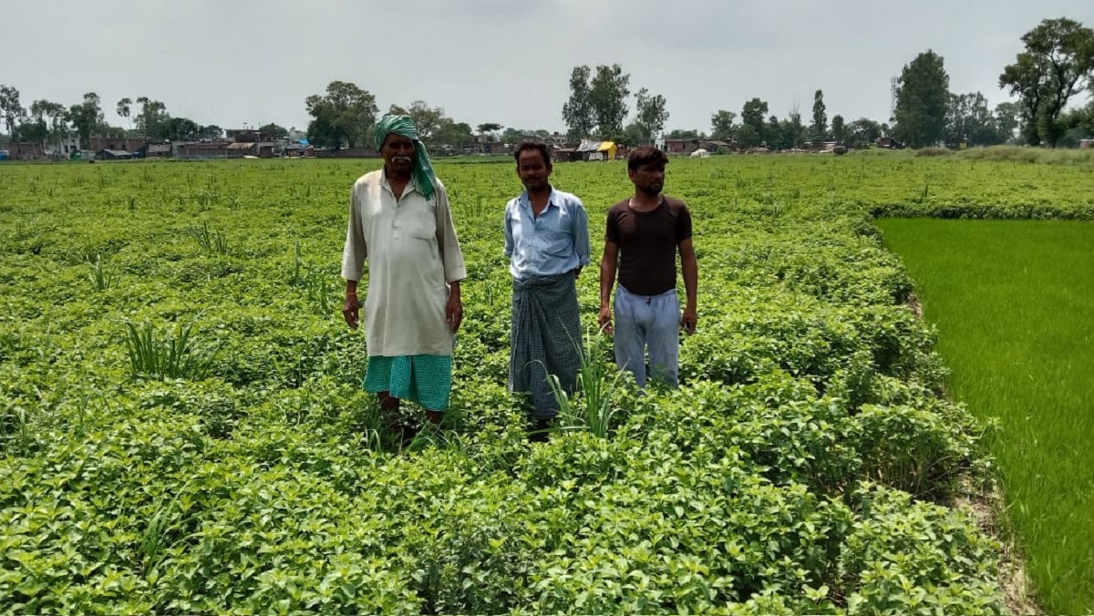 Peppermint Farming Benefits