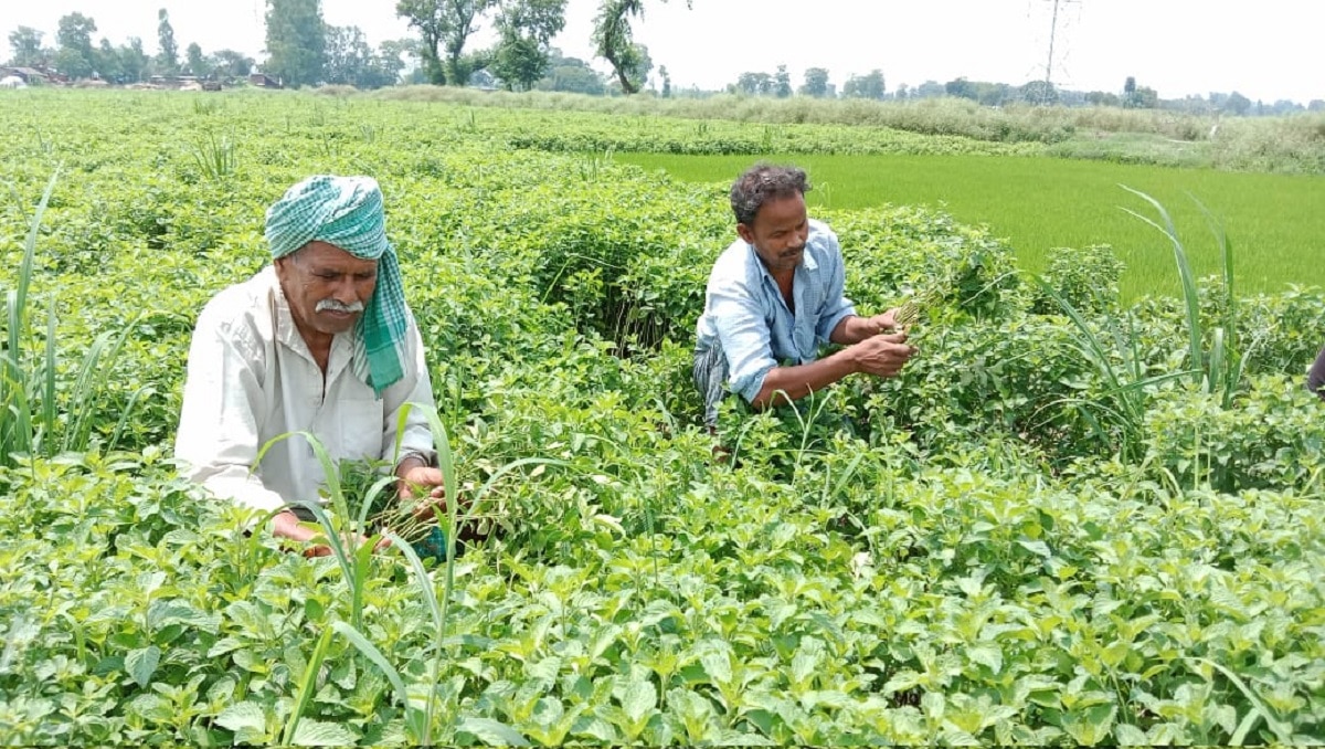 Peppermint Farming In UP