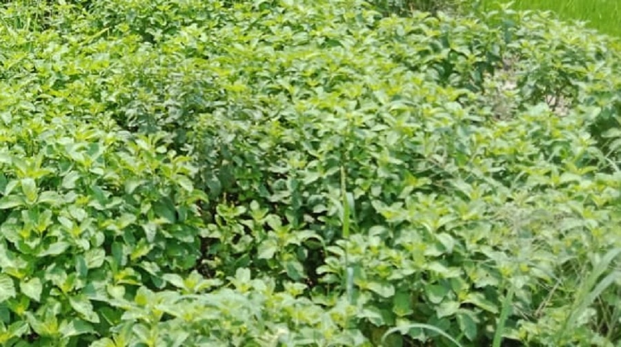 Peppermint Farming Benefits