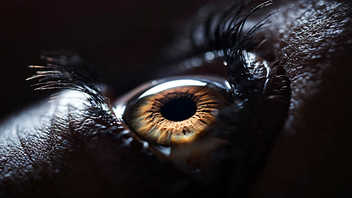 Pupil Size Tells Intelligence