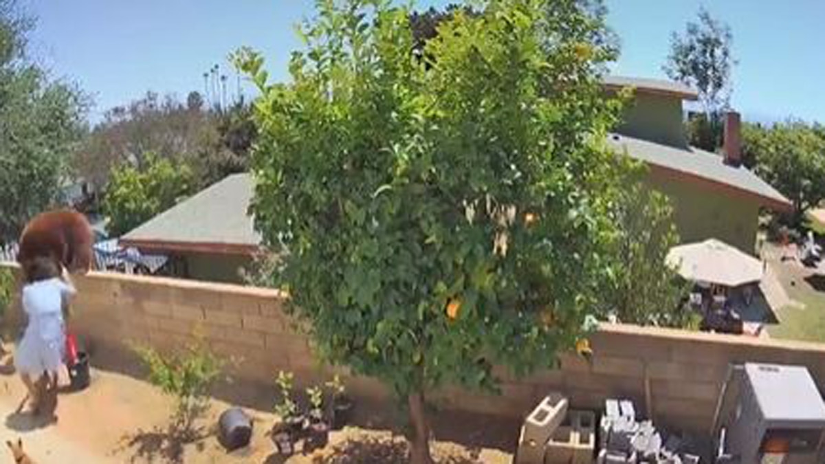 girl fights with bear