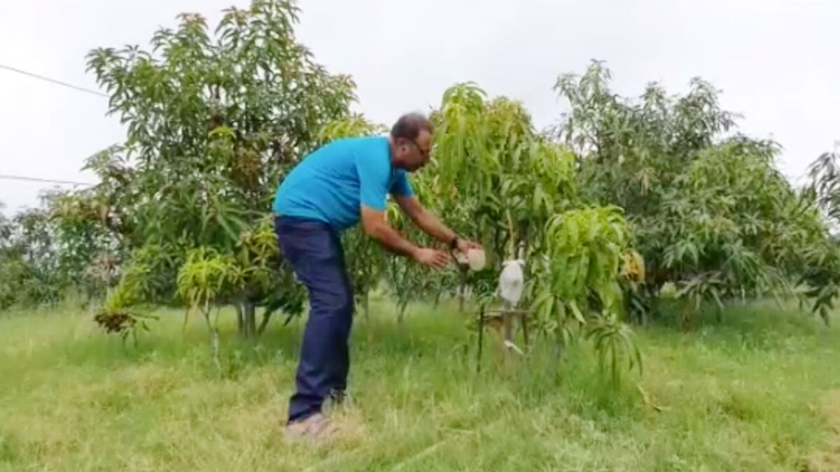 3 Guards, 9 Dogs to protect world's costliest mango 