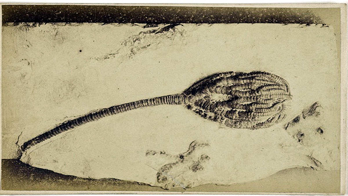 Extinct Living Fossil found