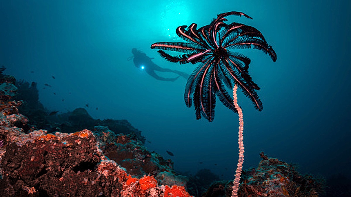 Extinct Living Fossil found