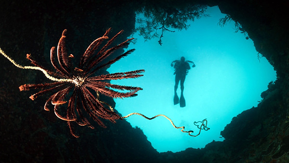 Extinct Living Fossil found