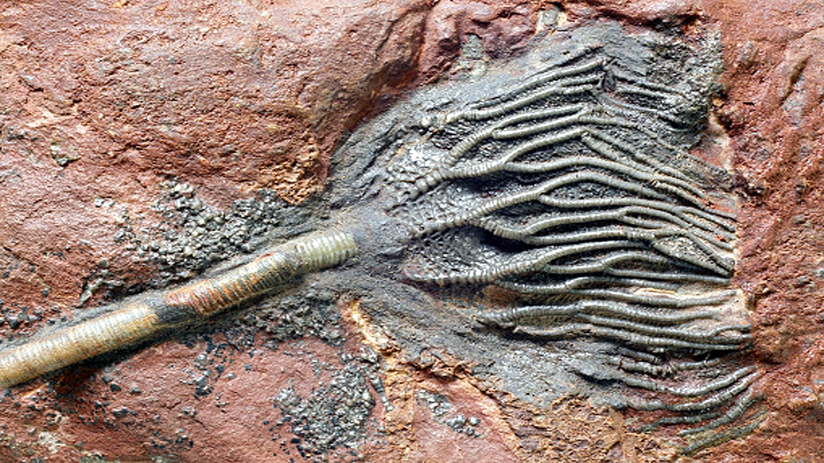 Extinct Living Fossil found