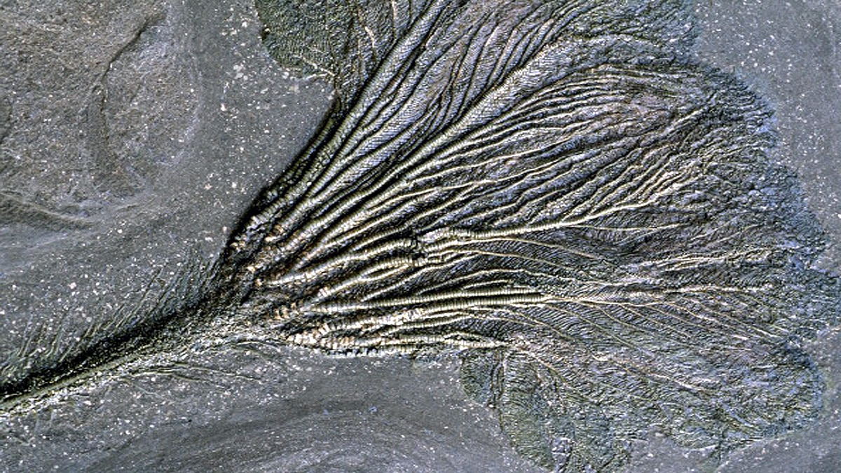 Extinct Living Fossil found