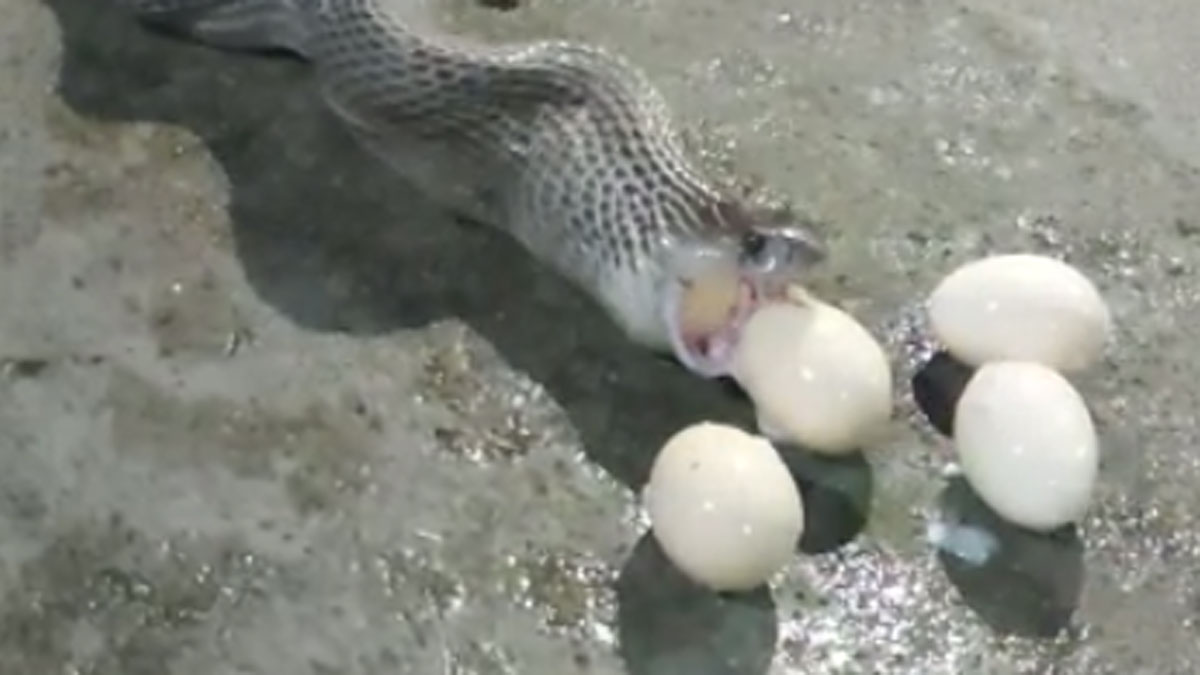 कोबरा सांप ने निगले मुर्गी के 10 अंडे 