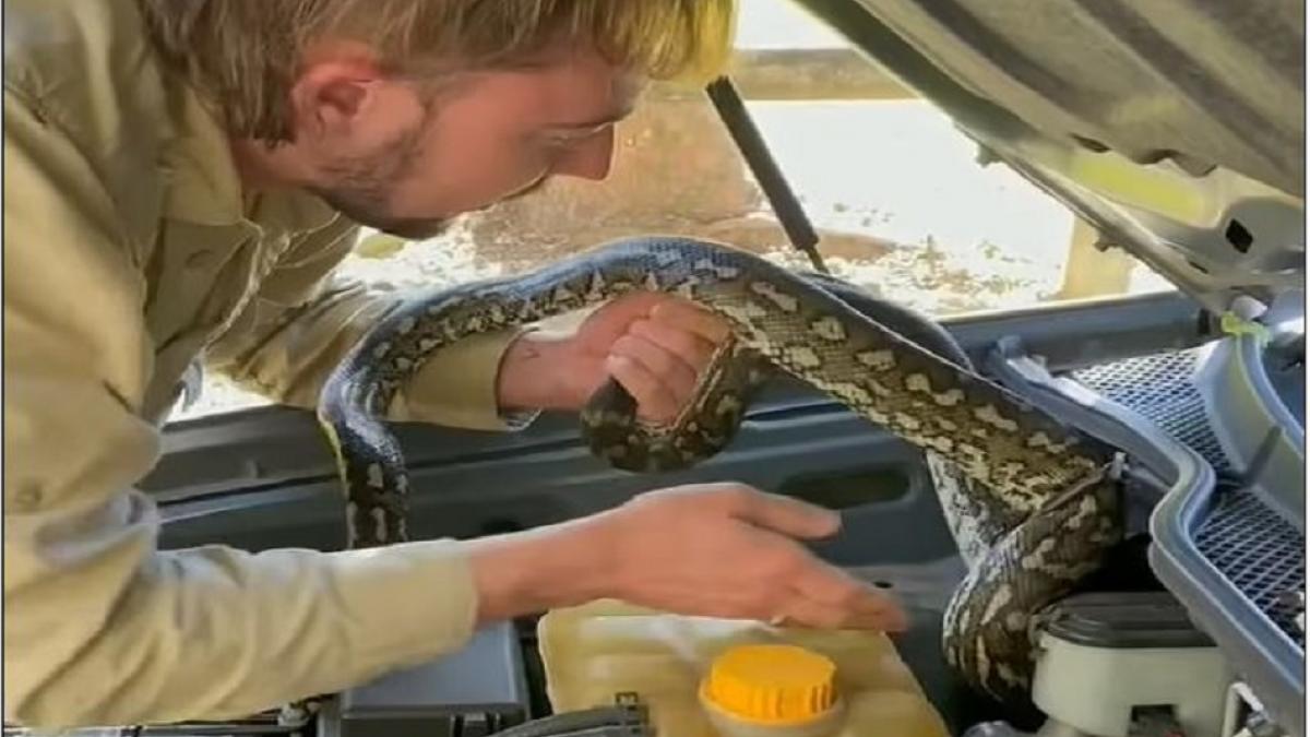 कार चला रही थी महिला तभी बोनट से निकल आया अजगर और फिर...