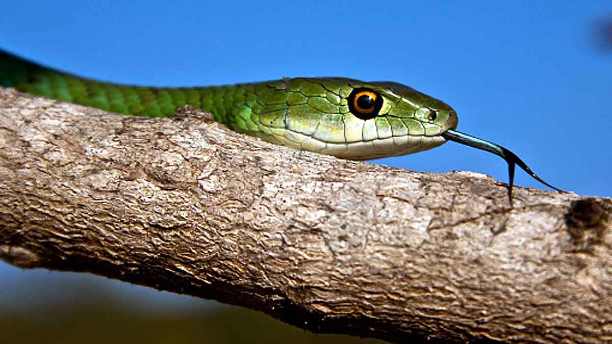 Why Snakes have 2 Tongue?