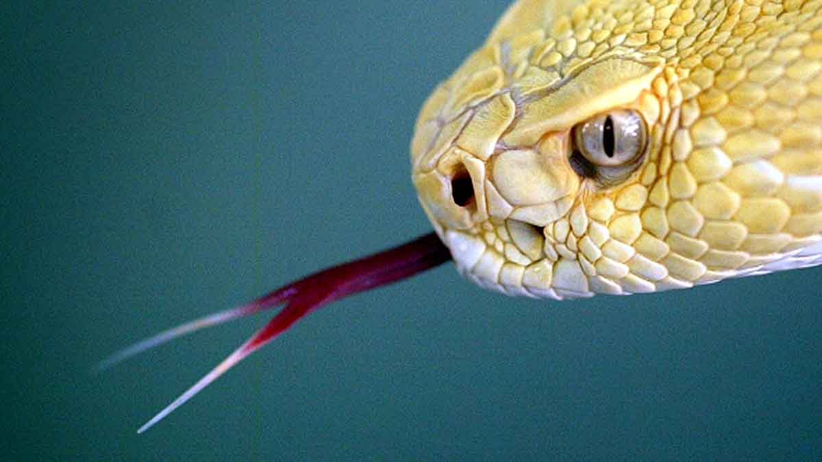 Why Snakes have 2 Tongue?