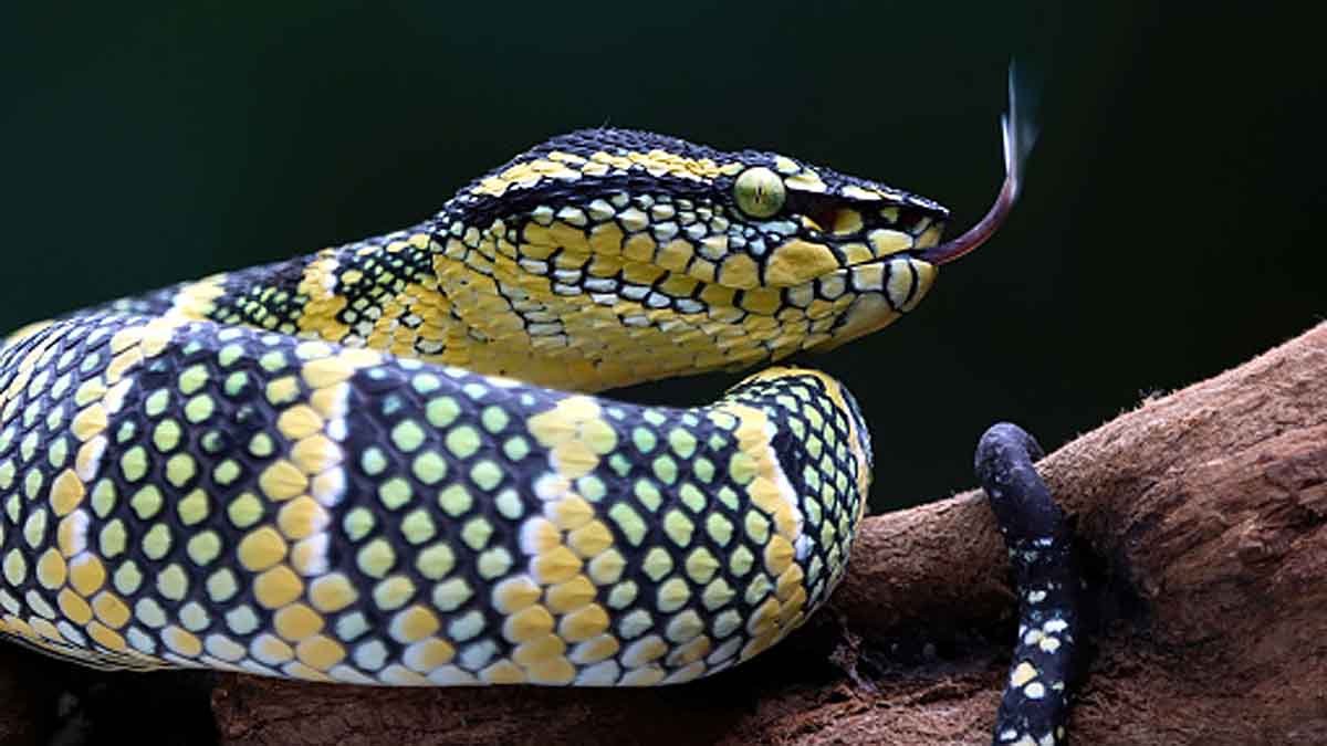 Why Snakes have 2 Tongue?