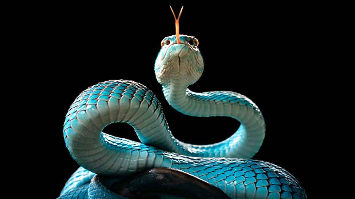 Why Snakes have 2 Tongue?