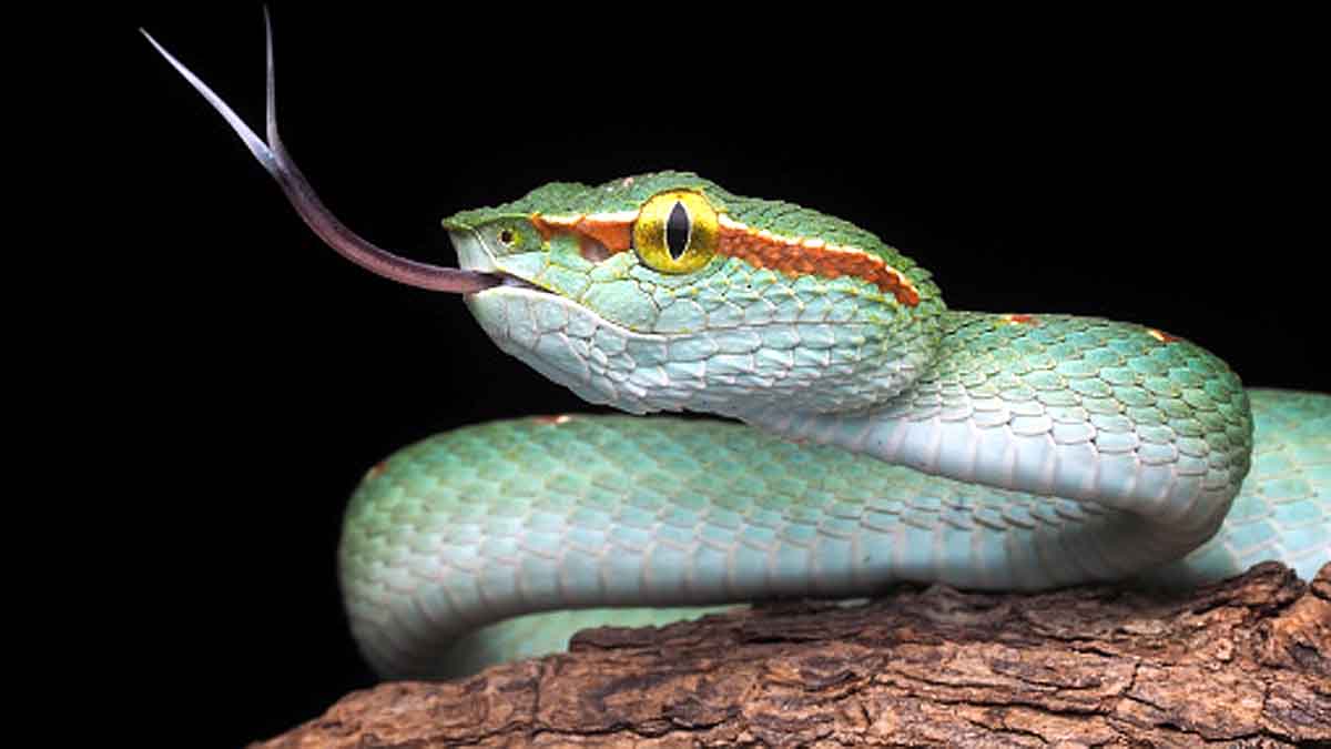 Why Snakes have 2 Tongue?