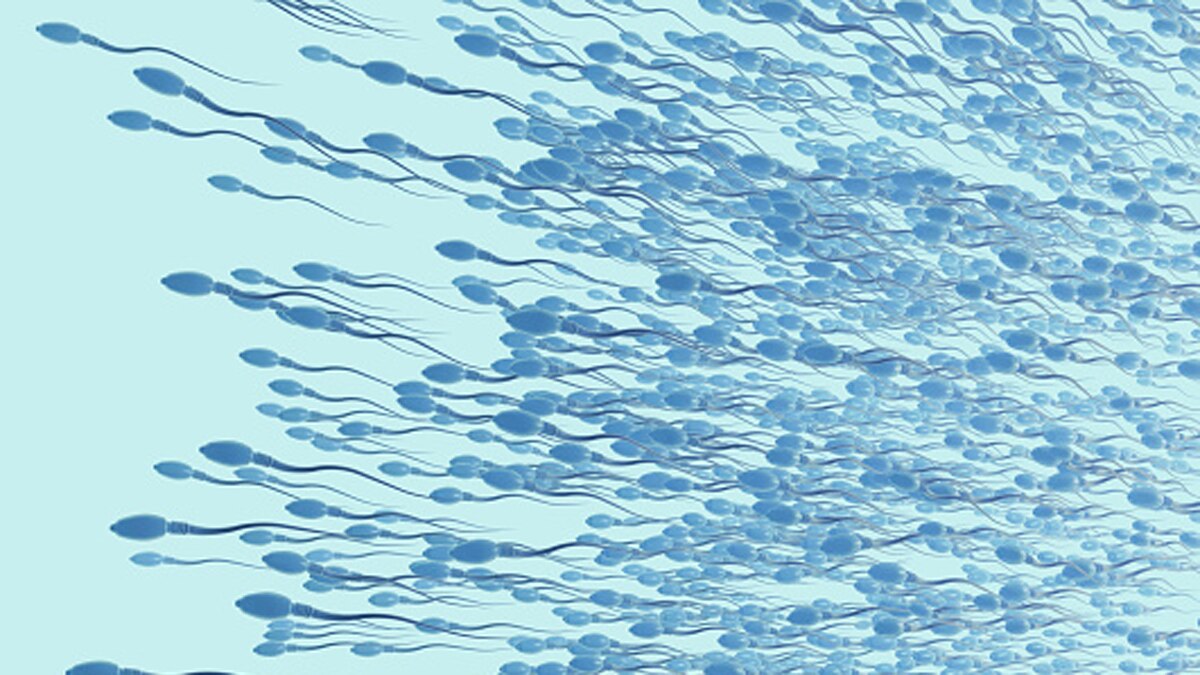 स्पर्म का फर्टिलिटी पर असर