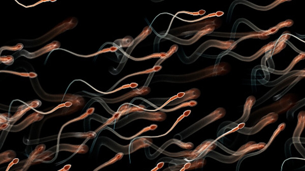 स्पर्म का स्टडी