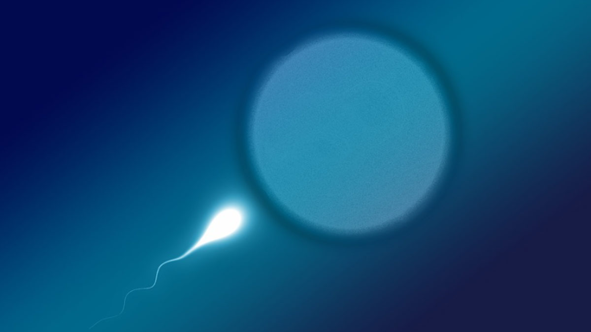 एग्स में प्रेग्नेंसी की सारी क्षमता होती है