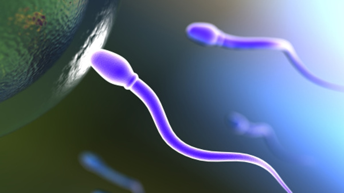 स्पर्म का स्टडी