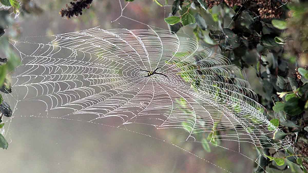 Massive Spider Webs Australia