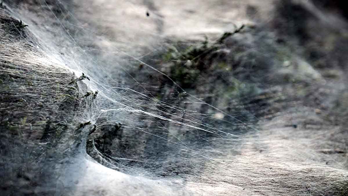 Massive Spider Webs Australia