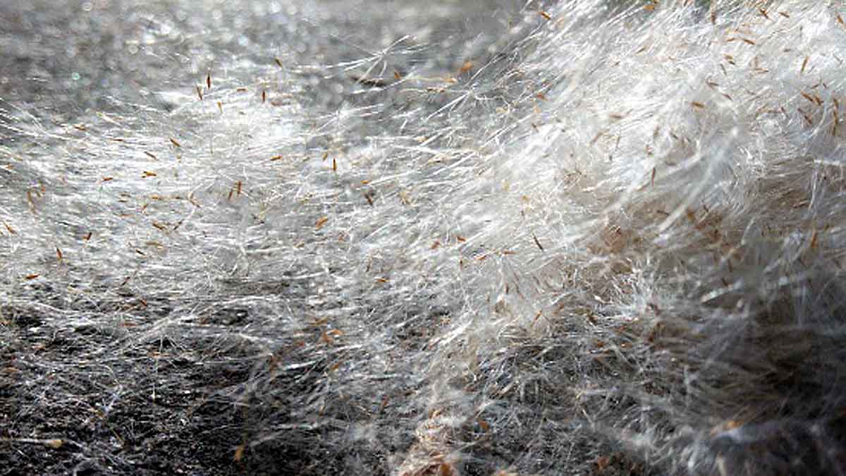 Massive Spider Webs Australia