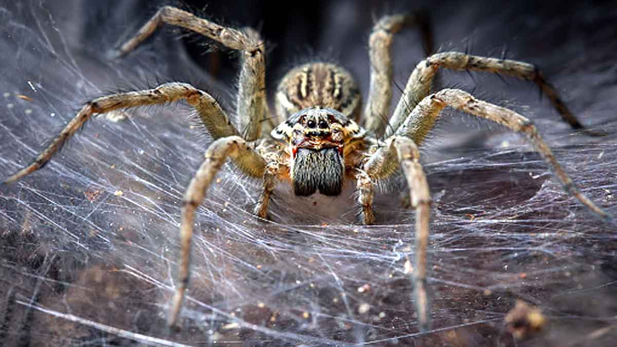 Massive Spider Webs Australia