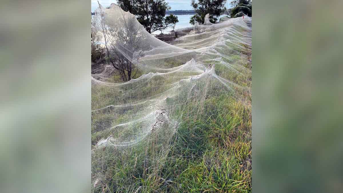 Massive Spider Webs Australia