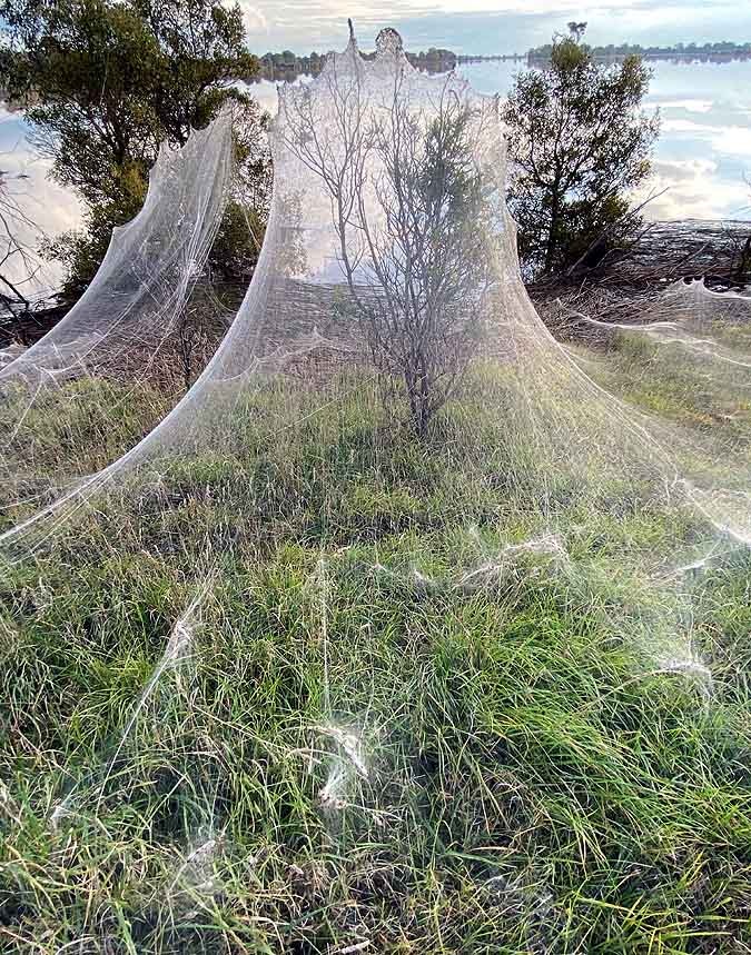 Massive Spider Webs Australia