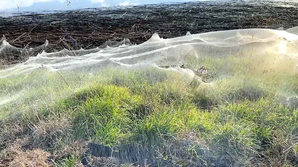 Massive Spider Webs Australia