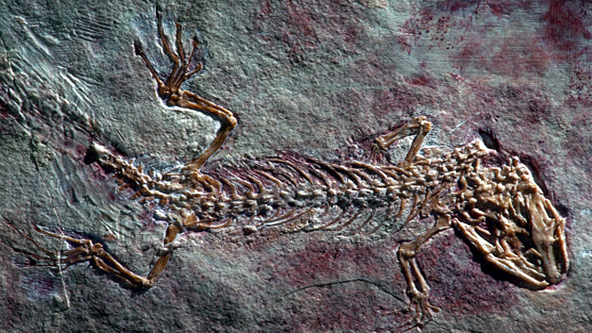 Strange Beast in Amber Myanmar