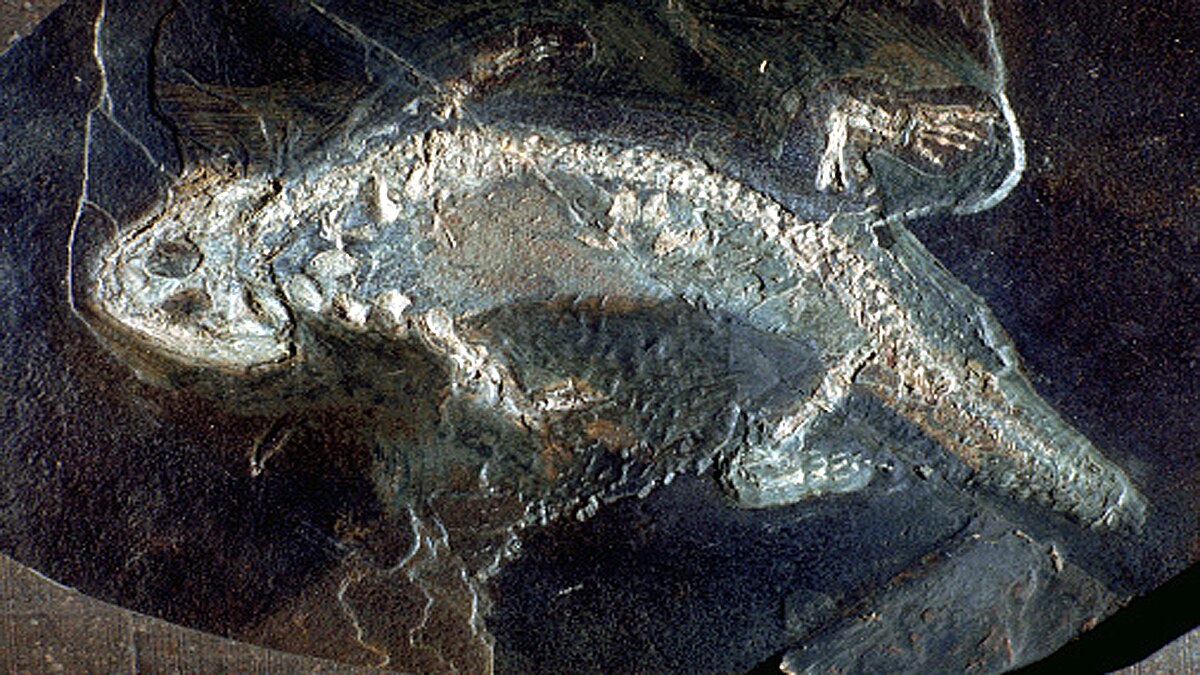 Strange Beast in Amber Myanmar