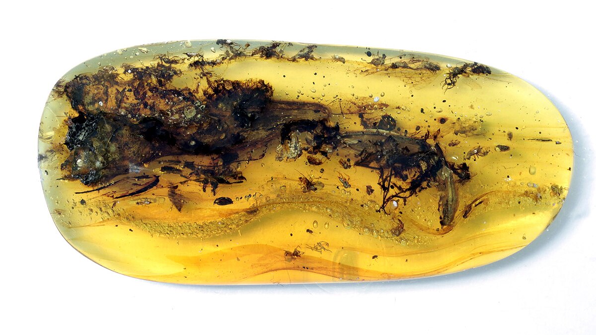 Strange Beast in Amber Myanmar