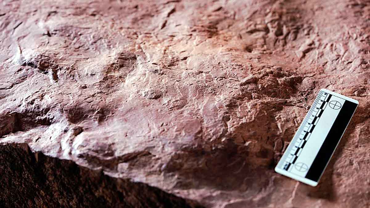 Strange Beast in Amber Myanmar