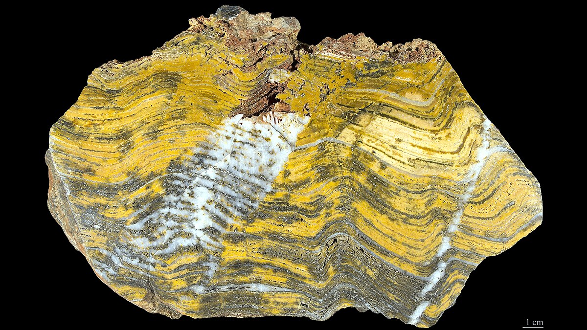 150 Crore Years Old Fossil