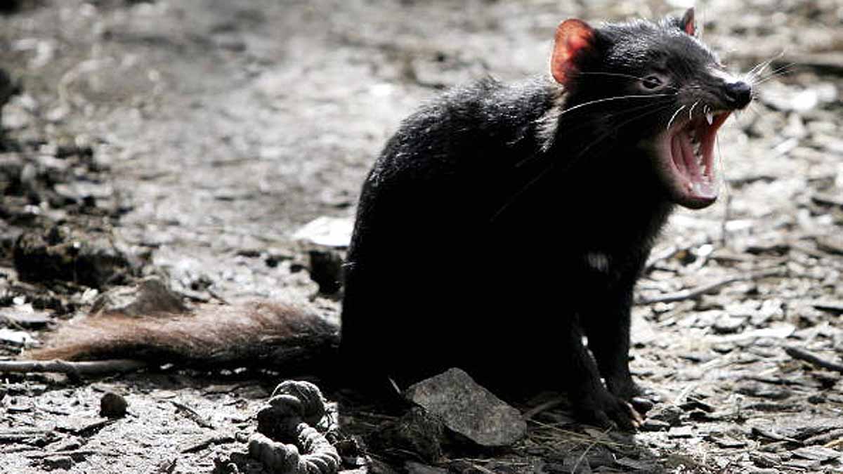 Tasmanian Devils killed Penguins