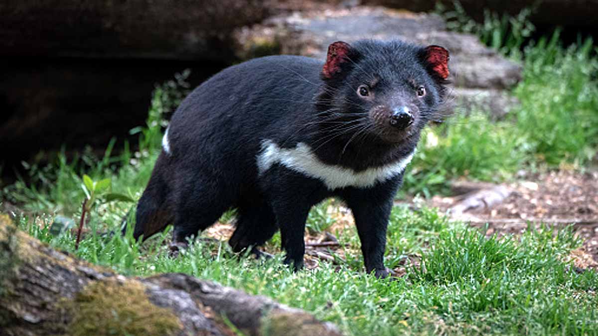 Tasmanian Devils killed Penguins
