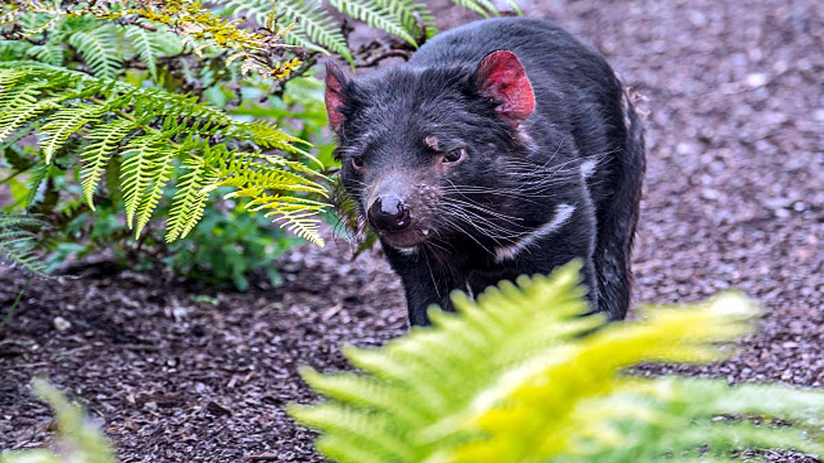 Tasmanian Devils killed Penguins