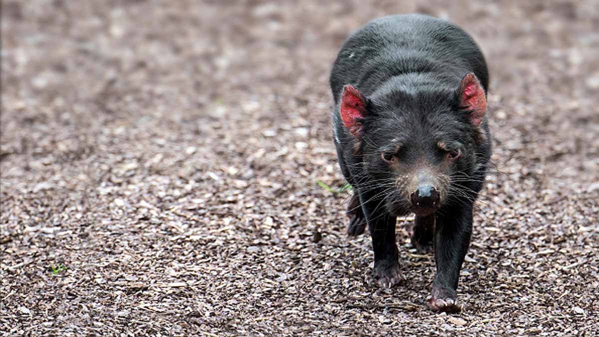 Tasmanian Devils killed Penguins