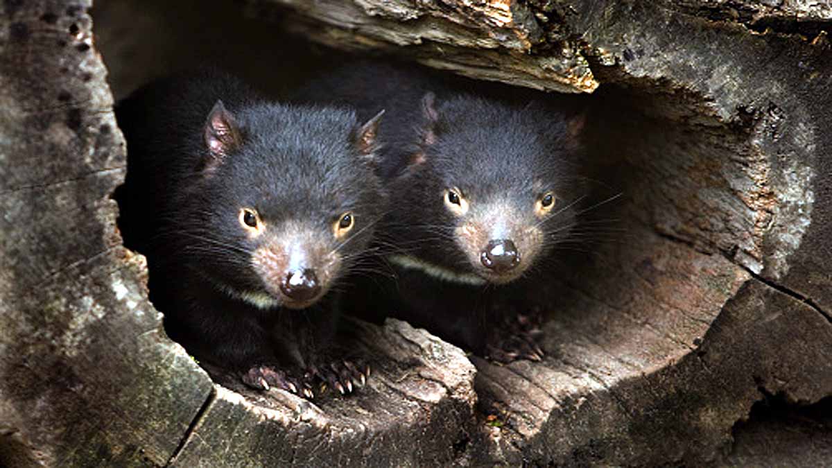 Tasmanian Devils killed Penguins