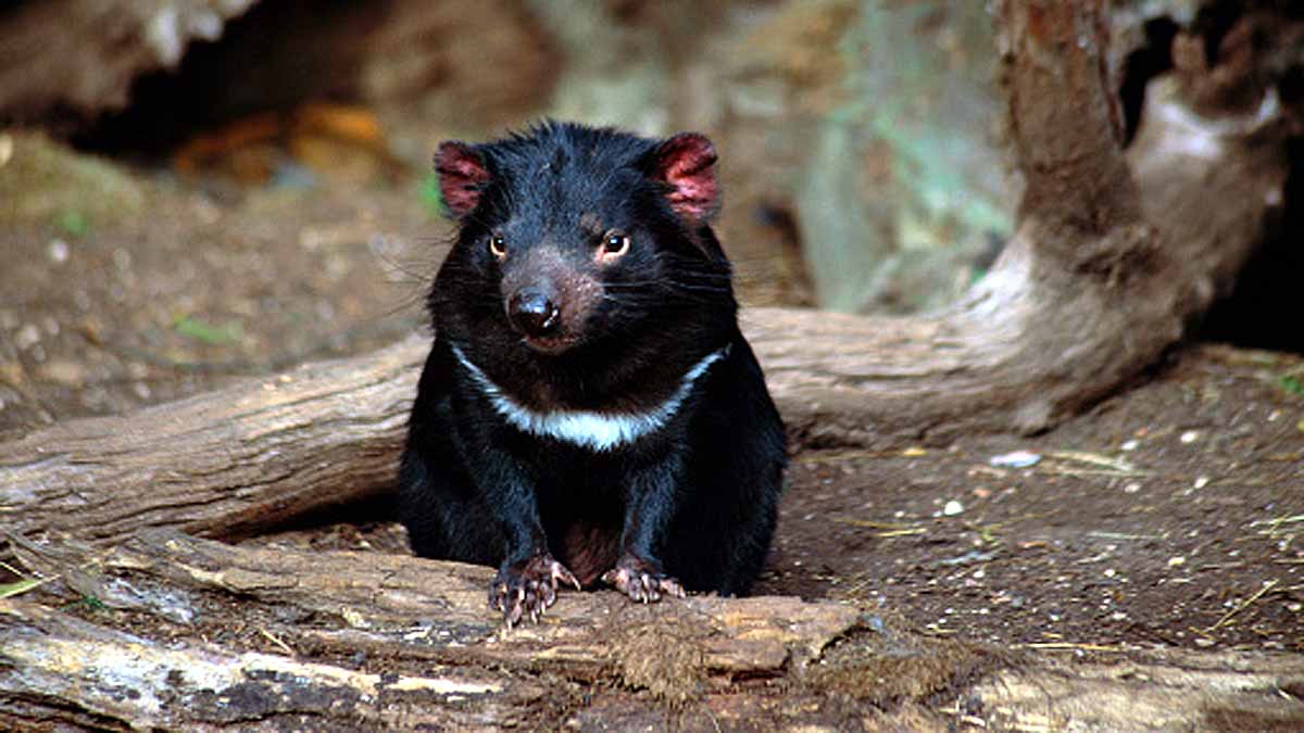 Tasmanian Devils killed Penguins