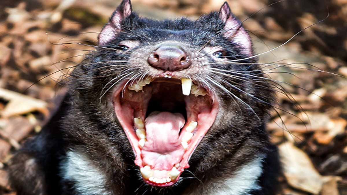 Tasmanian Devils killed Penguins