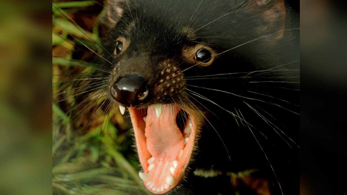 Tasmanian Devils killed Penguins