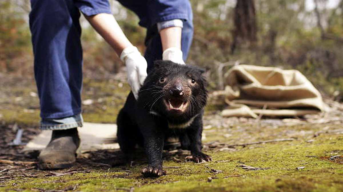 Tasmanian Devils killed Penguins