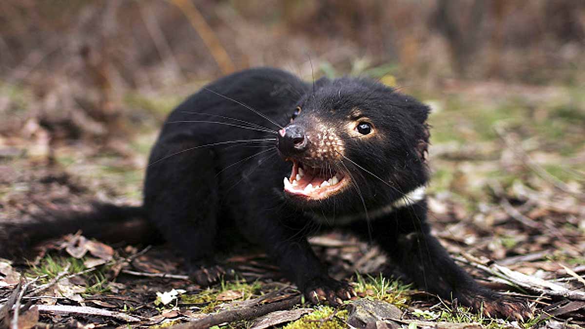 Tasmanian Devils killed Penguins